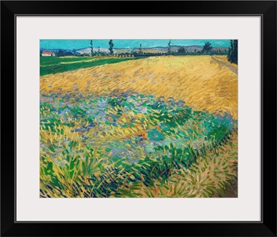 Wheatfield By Vincent Van Gogh