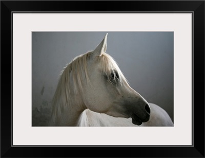 White Arabian horse.