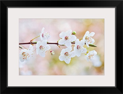 White flowers of spring cherry blossom on single stem.