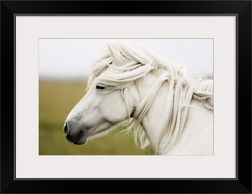 Horizontal, large photograph of the profile of a white horse, mane slightly wind blown, standing in front of a blurred bac...