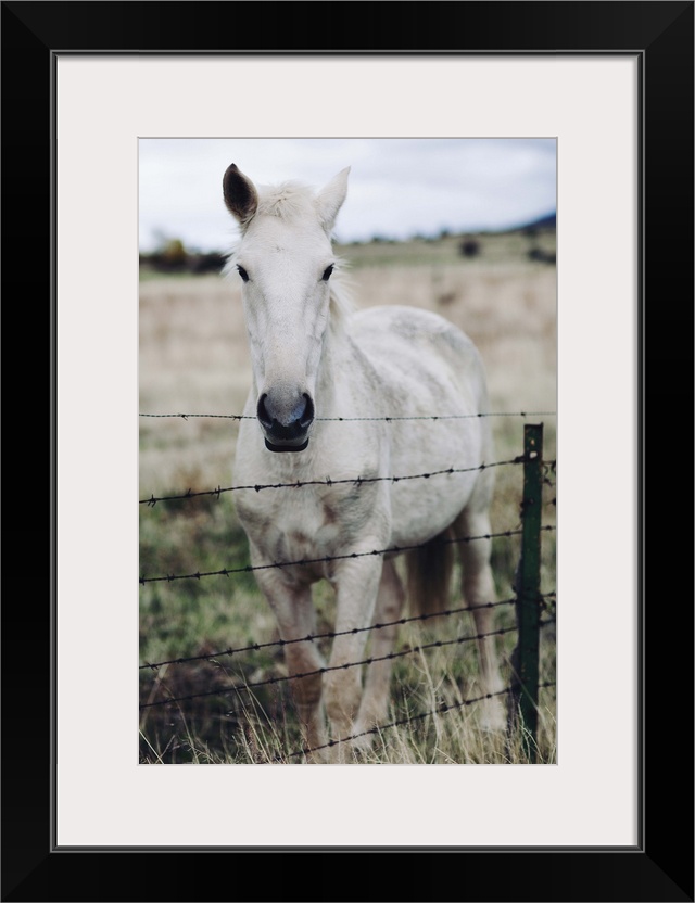 White horse in field behind metal fence.