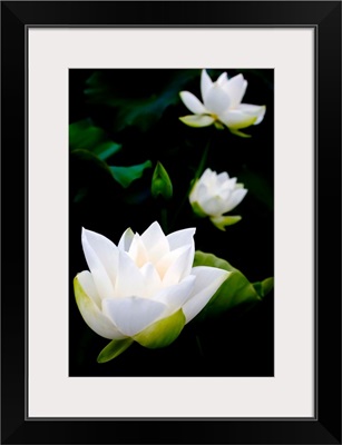 White lotus on black background.