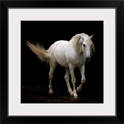White Lusitano horse walking, swishing his tail.