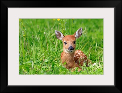White tailed Deer fawn
