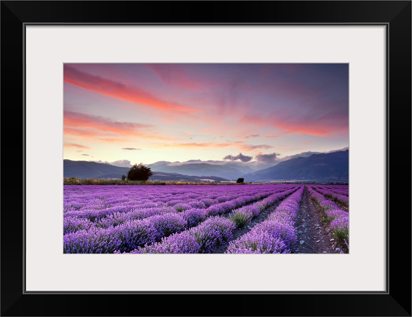 Big canvas print of large fields of flowers with misty rolling hills in the background at sunset.