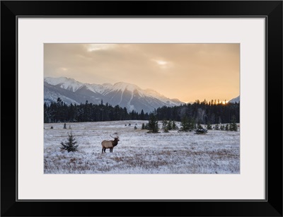 Wild Elk In Banff National Park