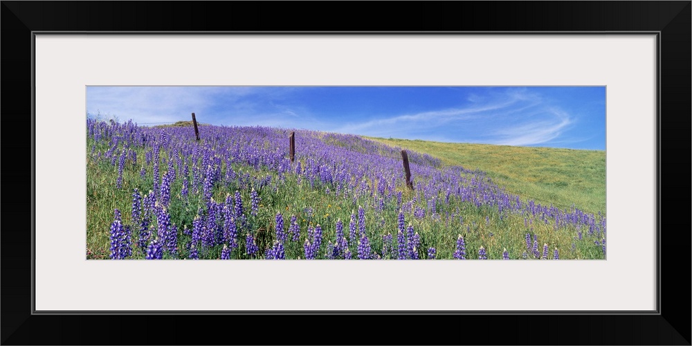 Wild flowers in a meadow, California, USA