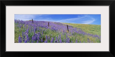 Wild flowers in a meadow, California, USA