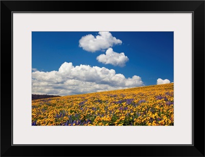 Wildflowers In A Hilly Meadow