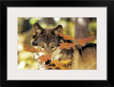 Wolf (Canis lupus) with autumn color, Canada