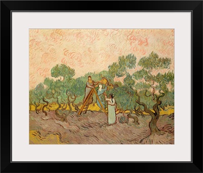 Women Picking Olives By Vincent Van Gogh