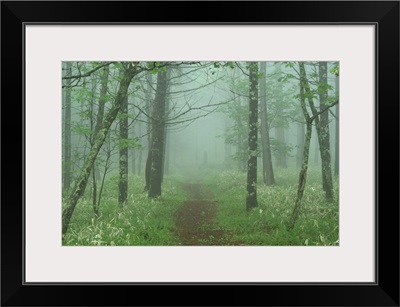 Woods in mist