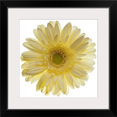 Yellow gerbera daisy isolated on white.