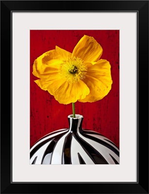 Yellow Iceland Poppy in striped vase against red wooden wall