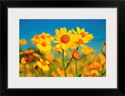 Yellow wildflowers agents blue sky.