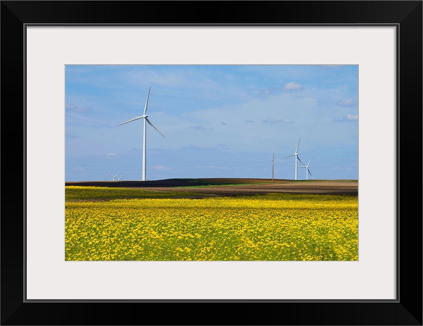 Yellow wildflowers cover field in rural Illinois. Wind turbines are lined up in field.