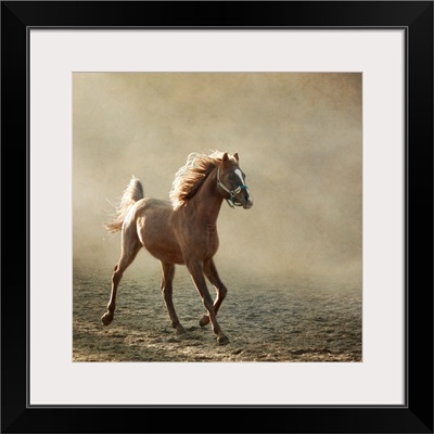 Young Arabian horse trotting, back lighting.