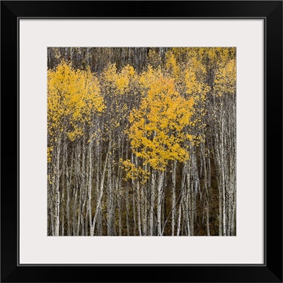 Aspen Trees II