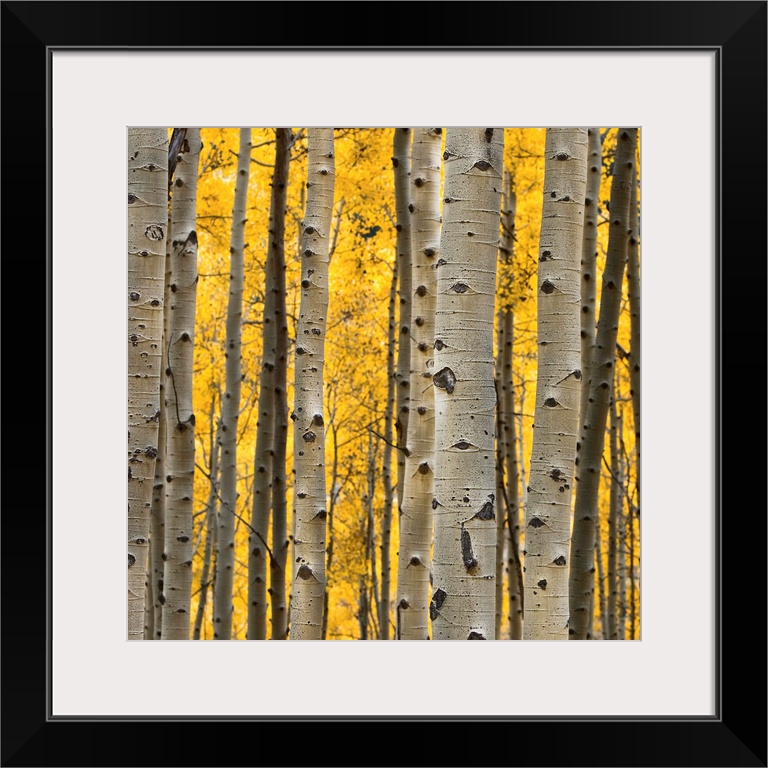 Aspen Trees III