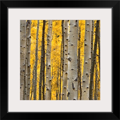 Aspen Trees III