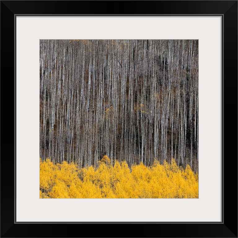 Aspen Trees IV