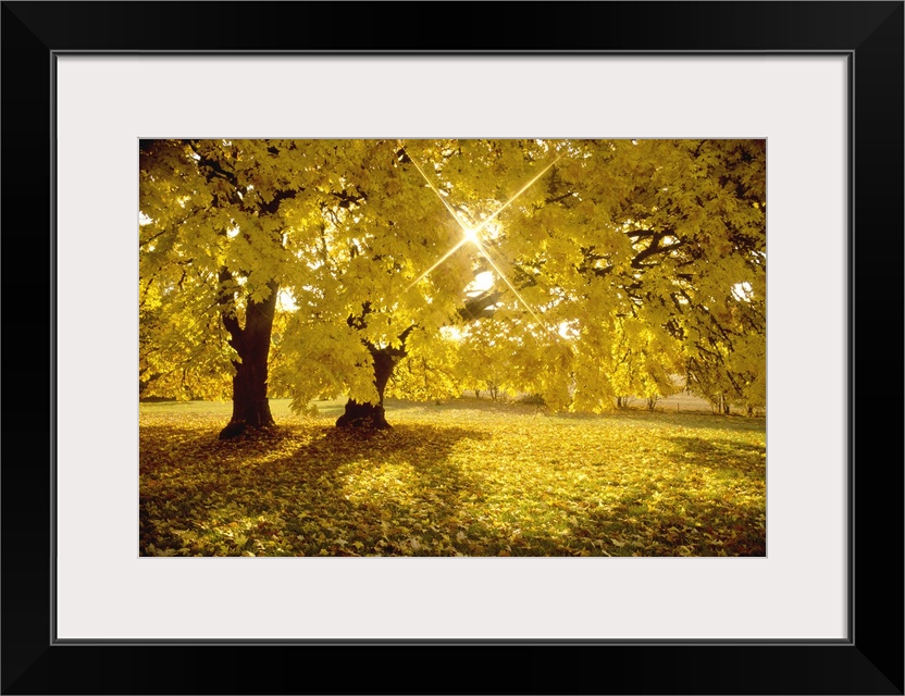 An image of the sun peaking through the leaves of a tree full of yellow fall leaves.