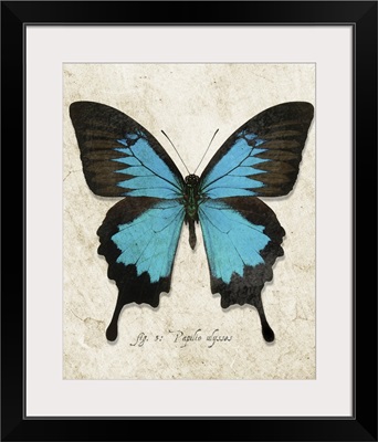 Blue Mountain Butterfly