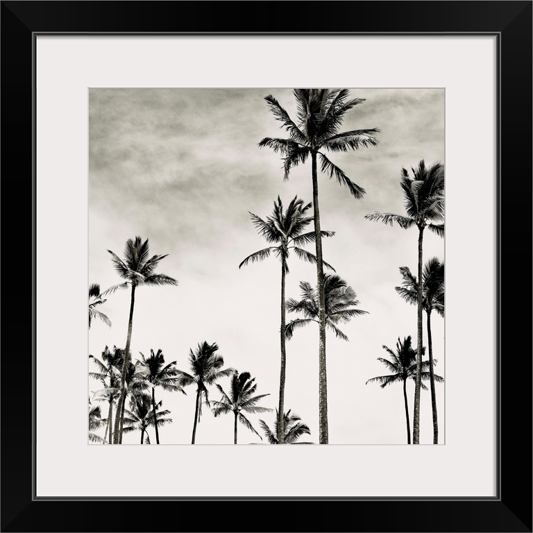 Black and white photograph of tall coconut palm trees in Hawaii.