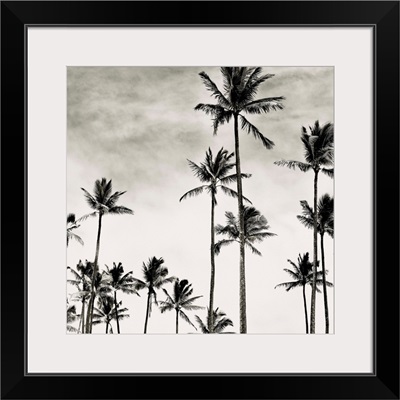 Coconut Palms I, Cocos nucifera, Kaunakakai, Molokai