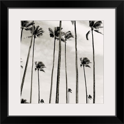 Coconut Palms II, Cocos nucifera, Kaunakakai, Molokai