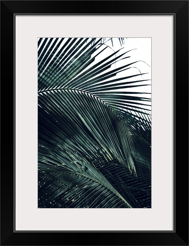 Photograph of close up palm leaves, highlighting the texture, with a blown out background.