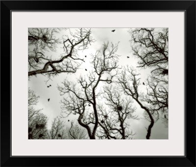 Crow Rookery