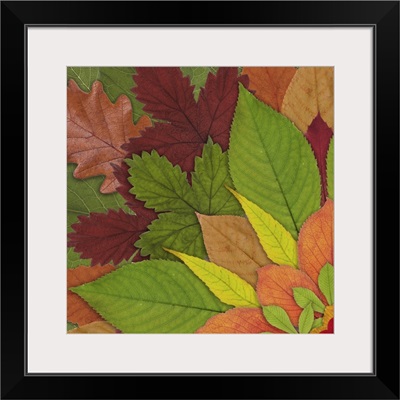 Fall Leaf Mandala 1