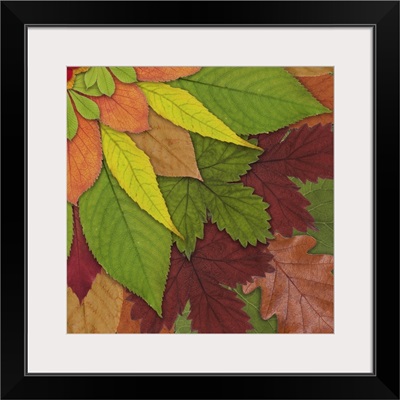 Fall Leaf Mandala 4