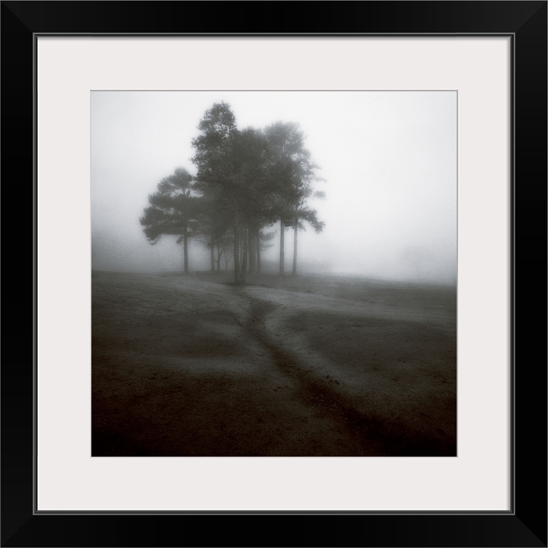 Fog Tree Study 1