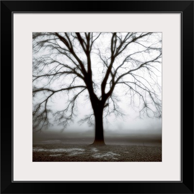 Fog Tree Study 3