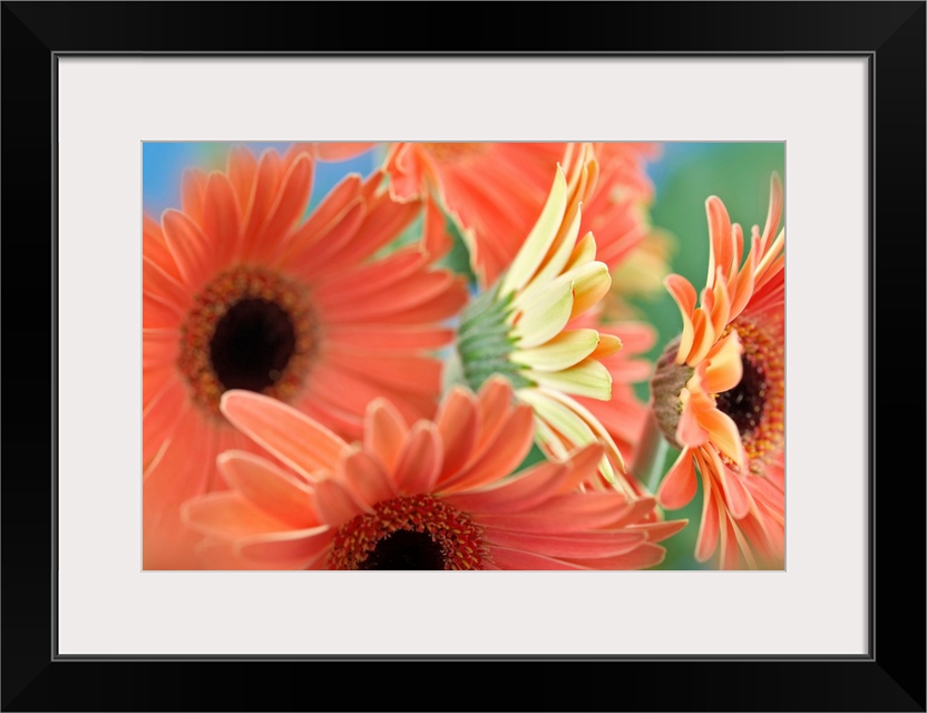 Gerbera Flower close up.