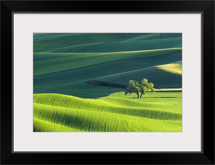 Fine art photo of the rolling green hills of Palouse, Washington.