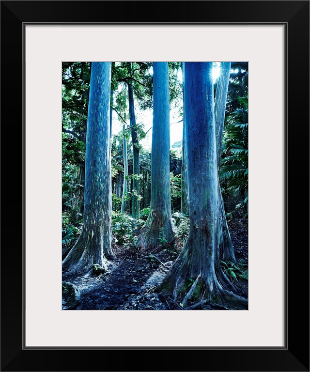 Hawaii White Trees