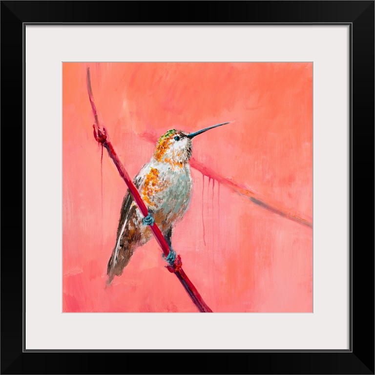 Hummingbird 3
