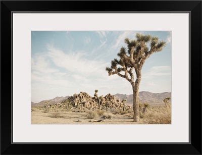 Joshua Tree 3