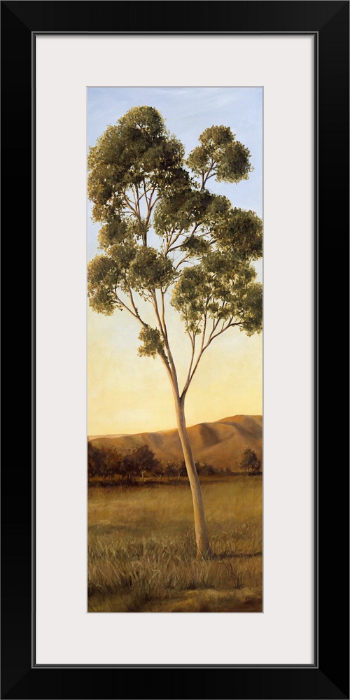 Lonely Eucalyptus I