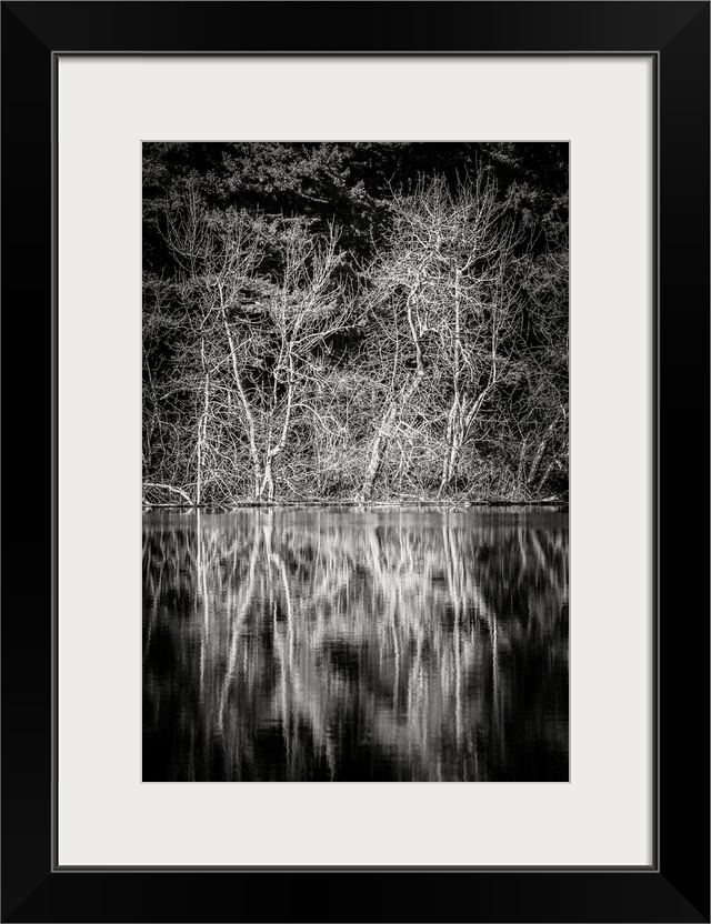 A black and white photograph of the lowland winter forest near Round Lake at Tiger Mountain State Forest near Issaquah, Wa...