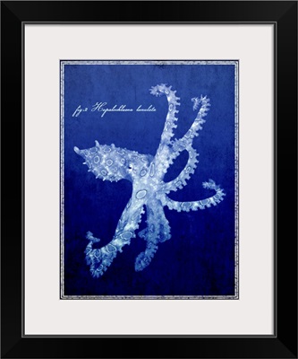 Marine Collection VII - Octopus