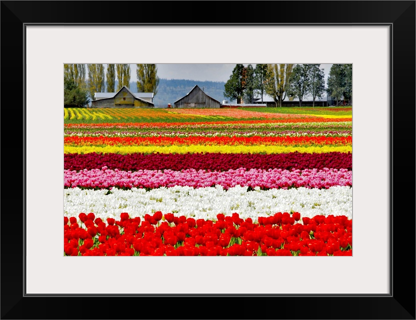 Rows of colorful tulips on a farm.