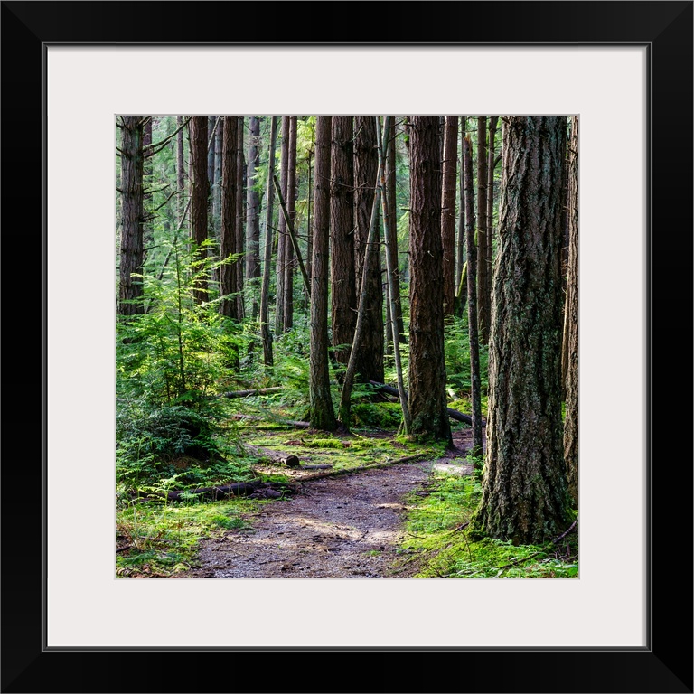 A square photograph of a small path winding through trees in the woods.