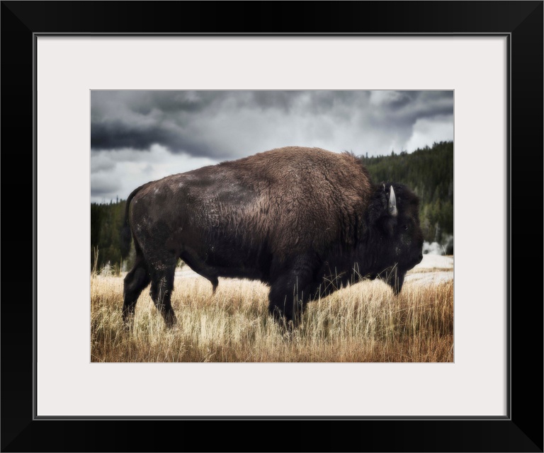 Yellowstone Bison