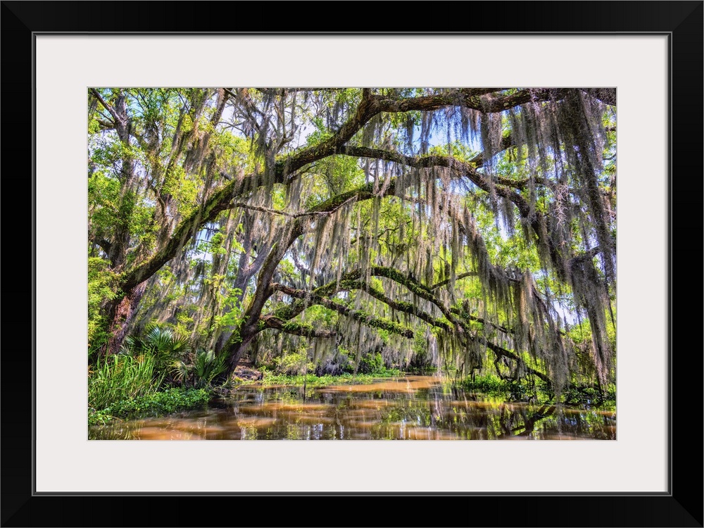 Bayou Cathedral