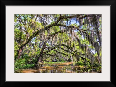 Bayou Cathedral