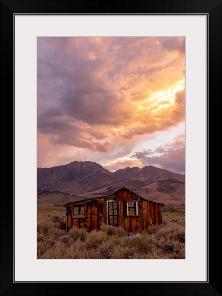 Mammoth And Ancient Bristlecone